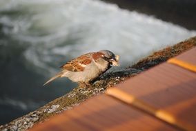 sparrow is sitting with food in its beak on a bench