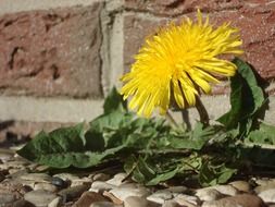 dandelion on roadside