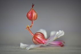 closeup of flower buds on a blurred background