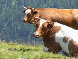 cows in a mountain meadow on a sunny day