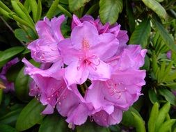 Beautiful blooming purple flowers