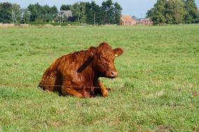 young brown cow resting on a meadow