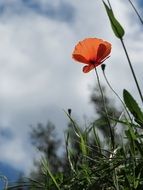 blooming poppy on green field against blue sky