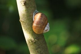 snail on the tree