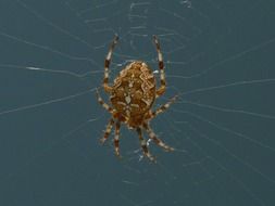 garden spider