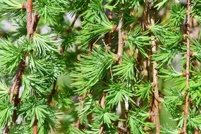 slope larch tree