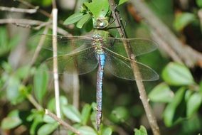 dragonfly in nature