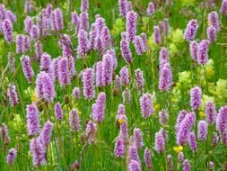 green meadow with pale purple oblong flowers