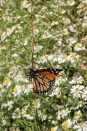 monarch butterfly colorful wings wildlife