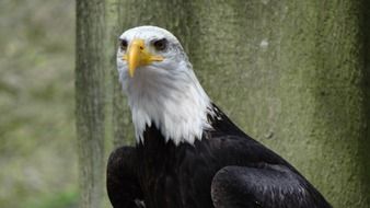 bald eagle in USA