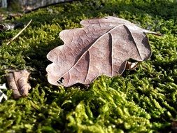 dry oak leaf on green moss