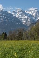 green grass snow mountains view