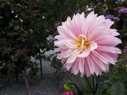 delicate pink dahlia on a flowerbed in the garden