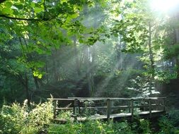 sun's rays through the trees above the wooden bridge