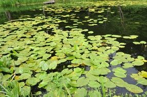 pond covered by water lilies leaves