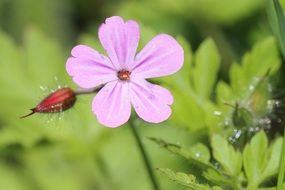 flowering roadside flowers close-up on blurred background