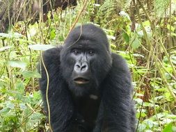 gorilla in eastern Africa