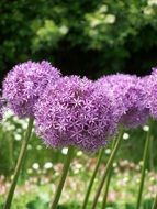 flowers allium