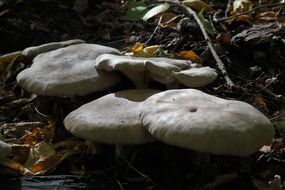 clitocybe nebularis mushrooms in a forest