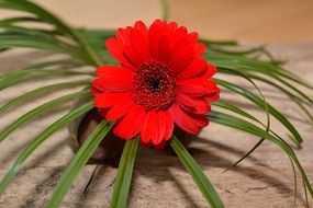 red gerbera flower blossom in green grass