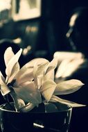 white flowers in vase