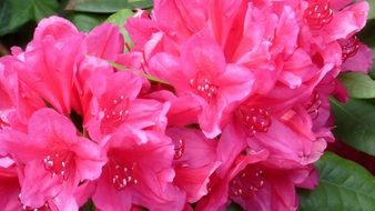 rhododendron flowers in garden