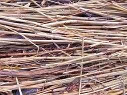 dry cane in nature