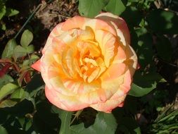 rose in the bright sun close up
