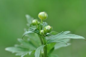 green buttercup on green background