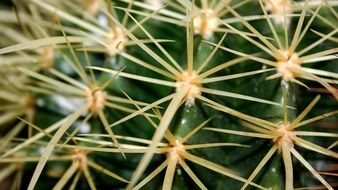 thorns on a cactus close up