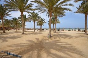 tropical palm beach