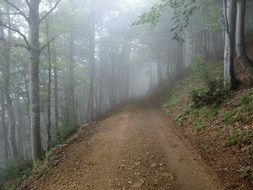 foggy forest trail scenery