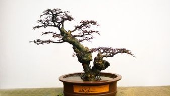 bonsai in a ceramic brown pot