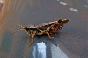 grasshopper on a ground