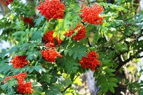 extraordinarily beautiful red berry