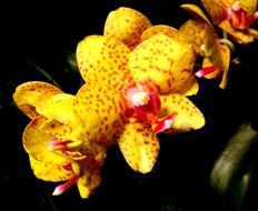 Beautiful, yellow and red, blooming orchid flowers