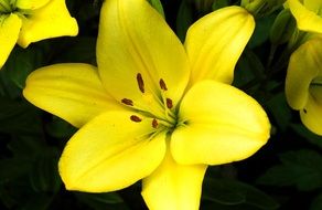 bud of yellow lilie close-up