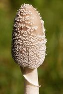 macro photo of white flocked mushroom filigree