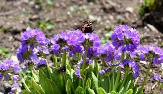 incomparable garden flower