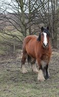 stallion with a beautiful mane on the ranch