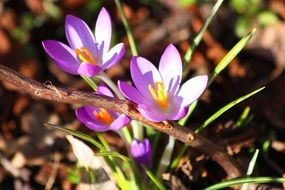 striking crocus purple spring flowers