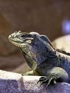 Dark iguana on the stone