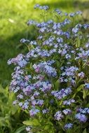 Alpine forget-me-nots on a green meadow