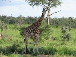 giraffe in safari