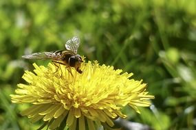 insect with wings on a yellow dandelion