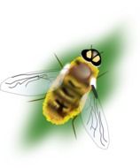 golden bee as a graphic illustration