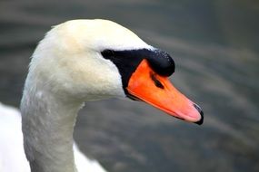 swan on idyll water