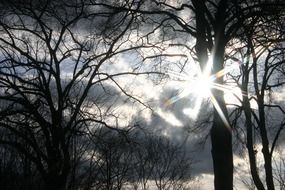 sun in the forest in black and white