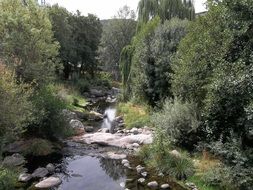 rocky river in a beautiful forest on a sunny day