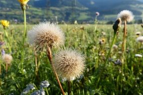 fall dry dandelion